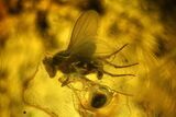Two Detailed Fossil Flies (Diptera) In Baltic Amber #135087-1